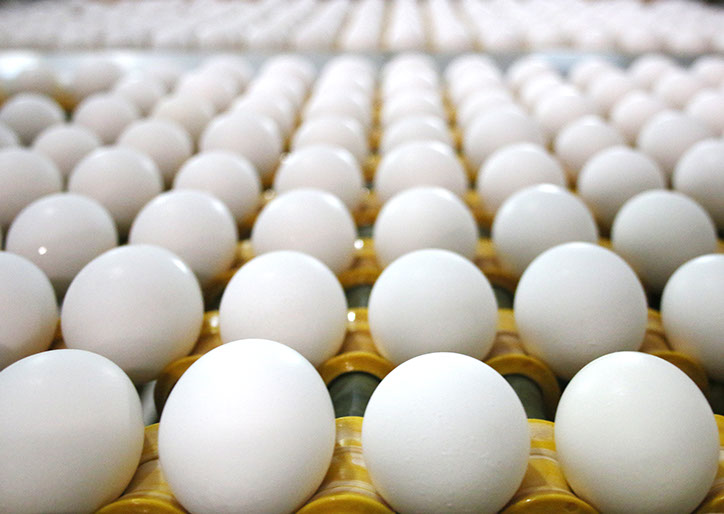 Case Study Giroux's Poultry Farm