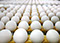Giroux’s Poultry Farm uses Hitachi RX Series for industrial labeling